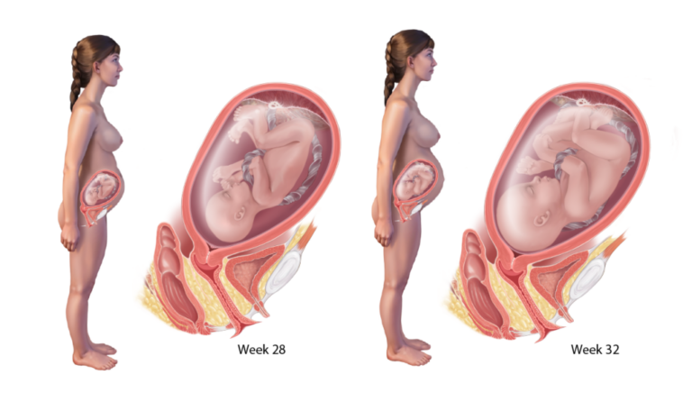 How Many Weeks Does It Take To Carry A Baby