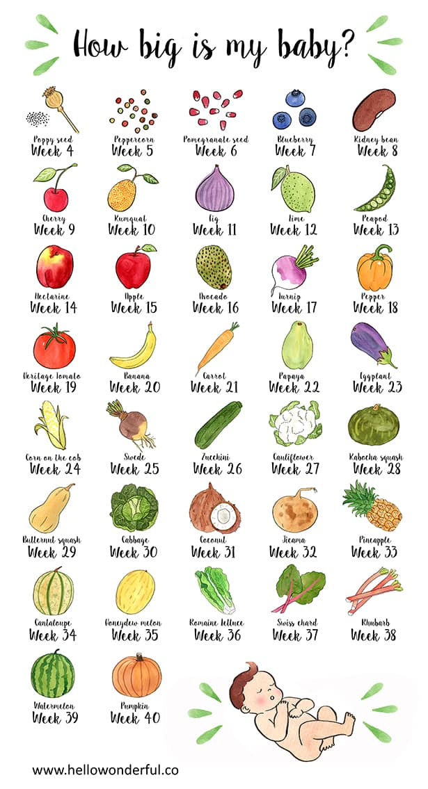 21 Week Fetus Size