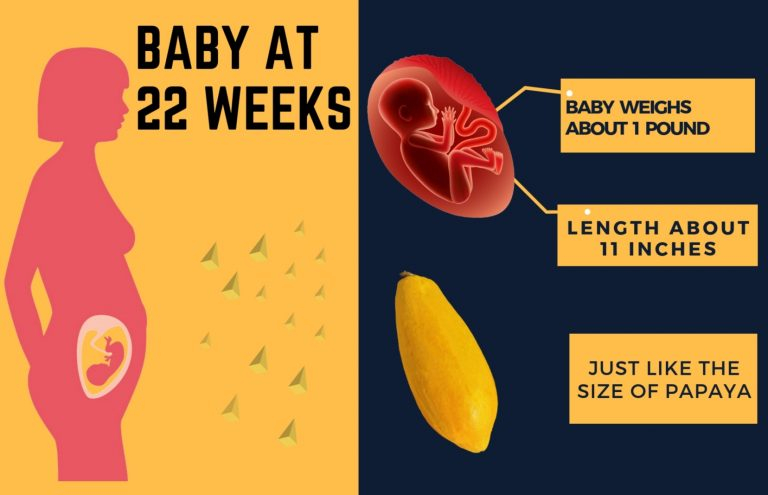 22 weeks pregnant baby development info graphic jpg Babies Carrier
