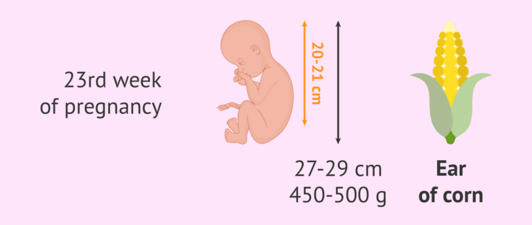 23 Weeks Pregnant Baby 39 s Development And Recommendations