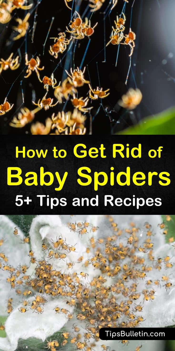 5 Easy Ways To Get Rid Of Baby Spiders