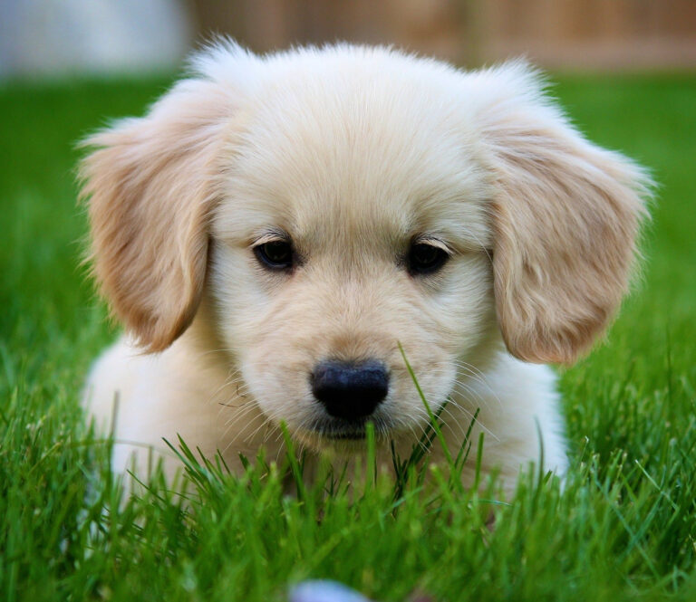 51 Baby Gold Retrievers Ideas Puppies Retriever Golden Retriever