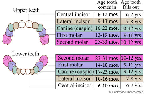 Ages When Baby Teeth Come In And Fall Out University Of Michigan 