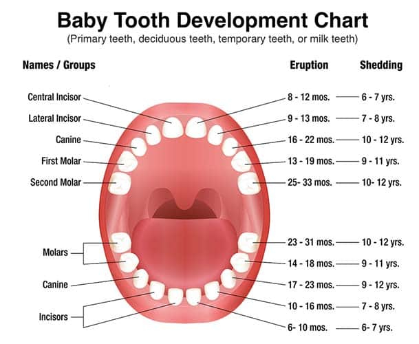 All About Primary Teeth Triangle Pediatric Dentistry