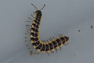 Baby Centipede What Do Baby House Centipedes Look Like 