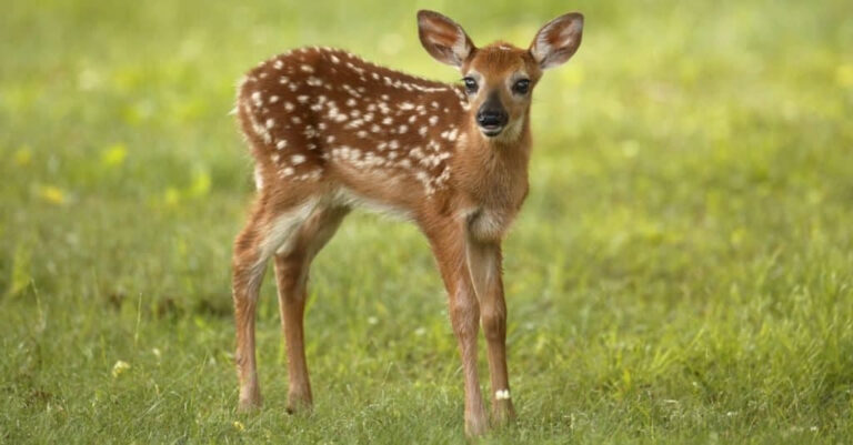 Baby Deer 6 Fawn Pictures 6 Facts A Z Animals