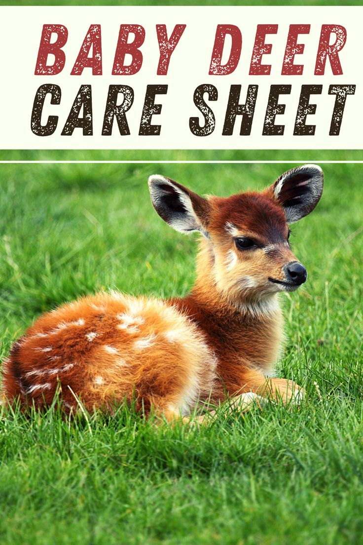 Baby Deer Care Sheet How To Feed Take Care Of A Baby Deer Baby 