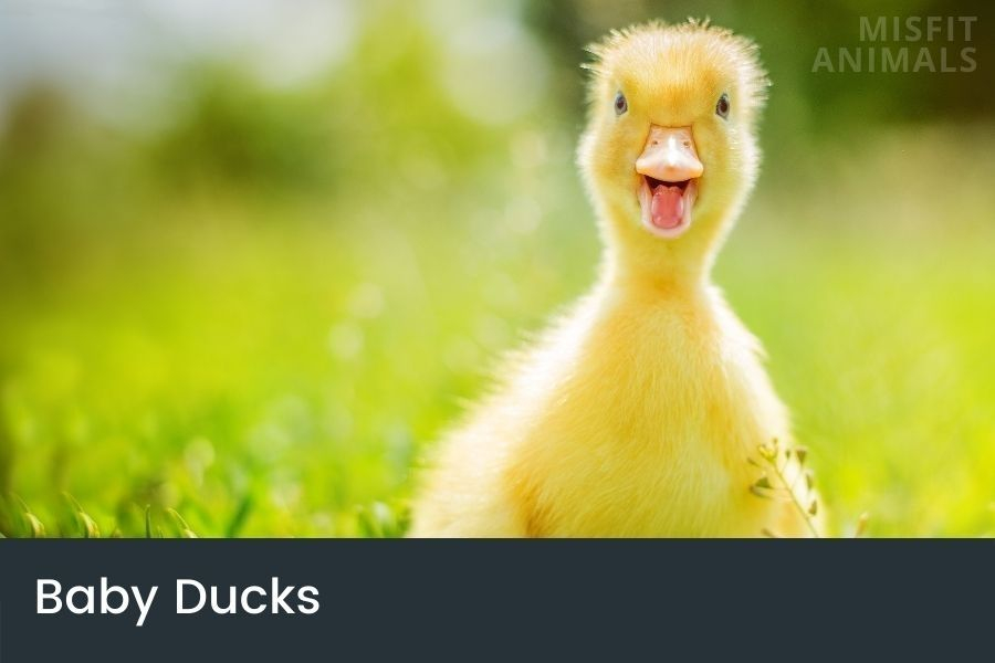 Baby Ducks How To Raise Them Guide To Duck Care 