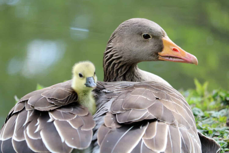 Baby Goose 11 Pictures And 10 Incredible Gosling Facts A Z Animals