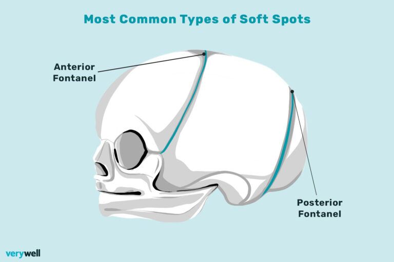 Baby Soft Spot Anatomy Function Conditions