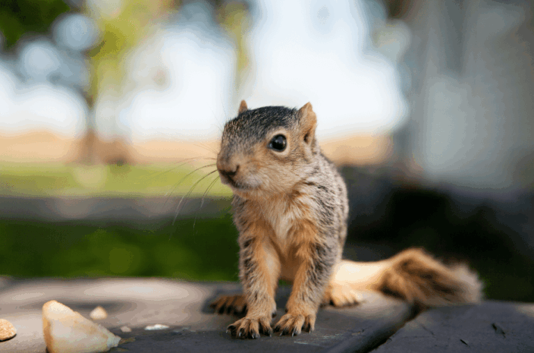 Baby Squirrel Facts Pictures FAQs Answered Animal Corner