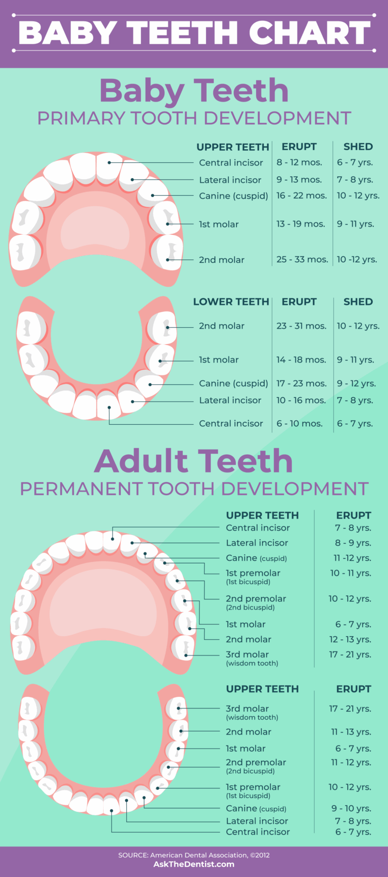 Baby Teeth Eruption Charts When They Fall Out And Proper Care