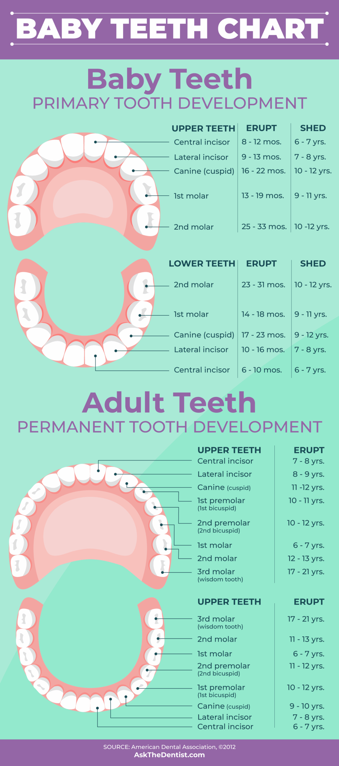 Baby Teeth Eruption Charts When They Fall Out And Proper Care
