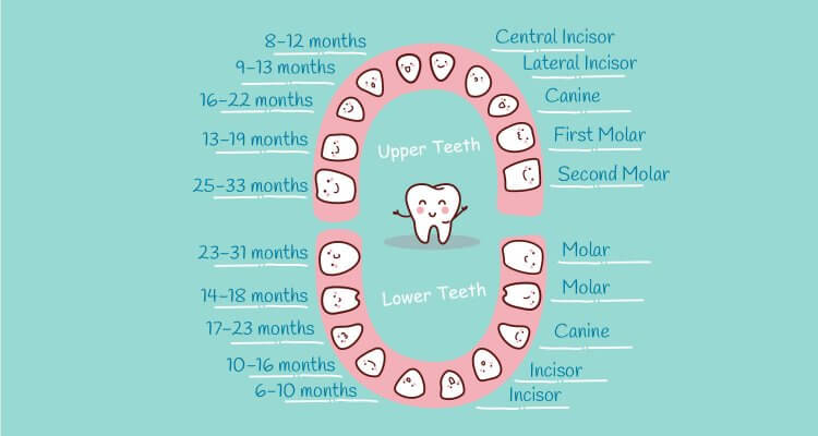 Baby Teething Chart What Order Do They Come In Mama Natural