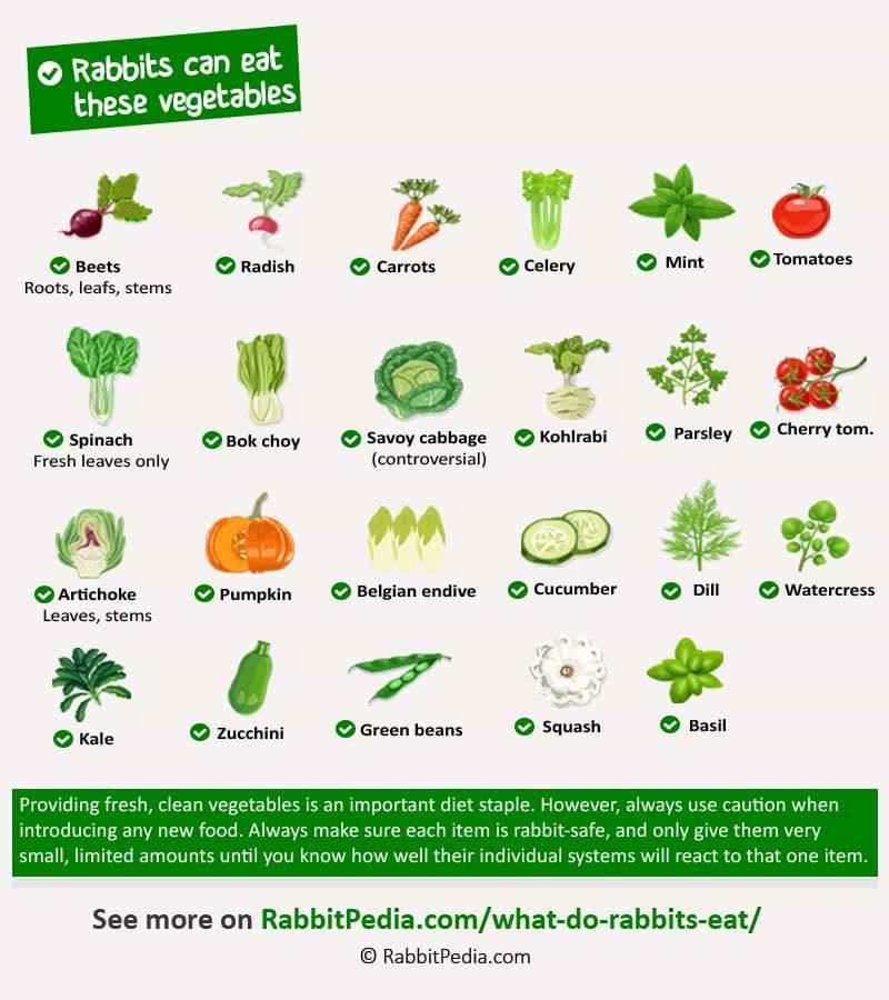 Best Veggies For Rabbits To Eat At Sharon Maxim Blog