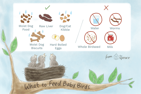 Birdwatching Tips