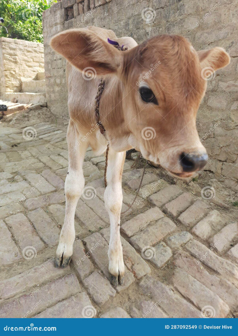 Brown Baby Cow Cow Calf Very Cute And Beautiful Cow Baby Stock Image 
