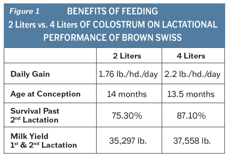 Colostrum More Than Just Antibodies Crystal Creek