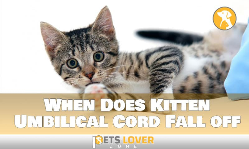 Crucial Knowing When Does Kitten 39 s Umbilical Cord Fall Off