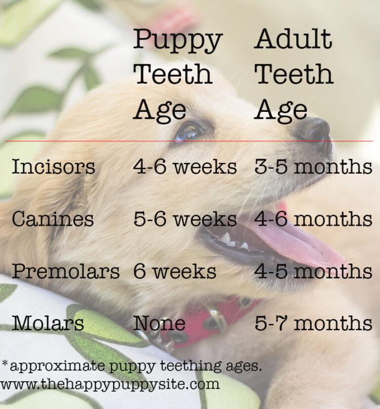 Do Dogs Lose Baby Teeth