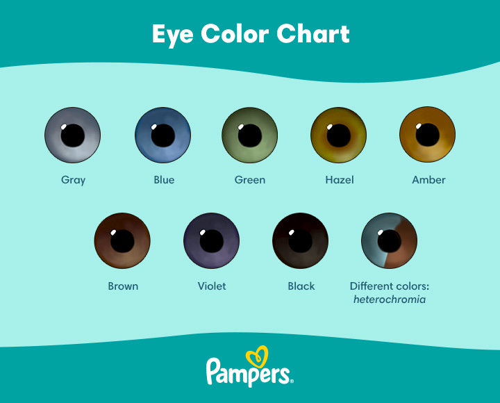 Eye Color Gene Calculator Infoupdate