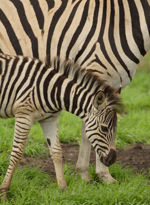 Facts On Zebra Babies Sciencing