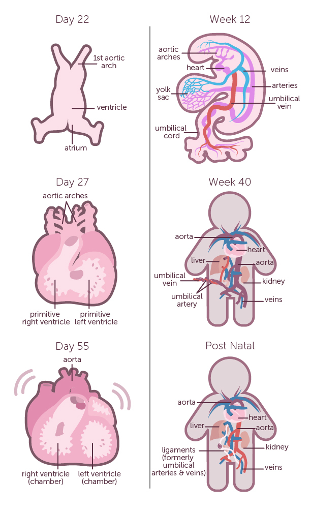 Fetal Heartbeat What To Expect