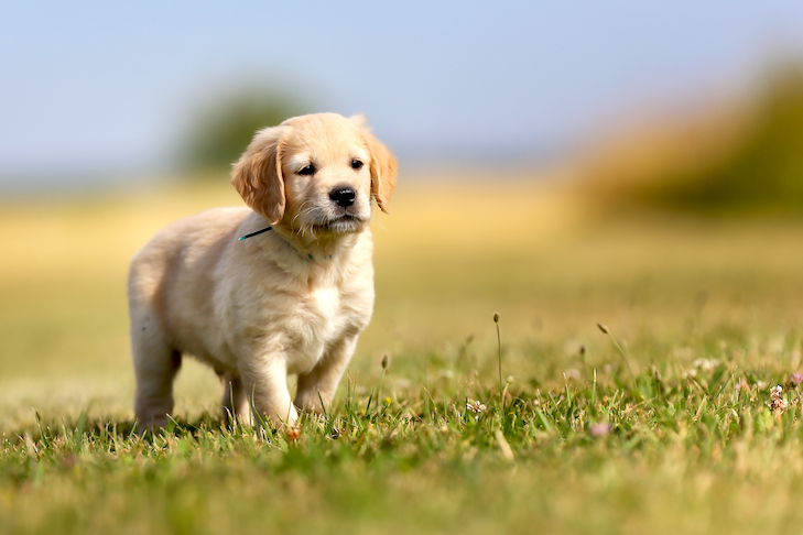 Golden Retriever Baby 15 Pictures Of The Cutest Golden Retriever 