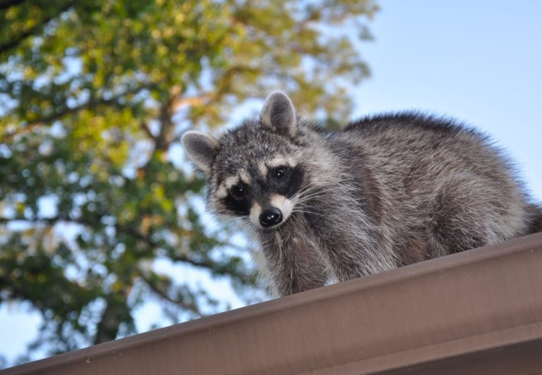 How Can You Tell How Old A Baby Raccoon Is 