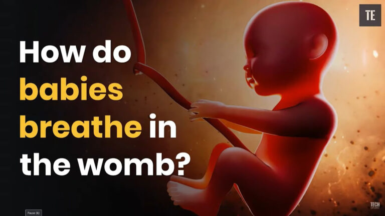 How Do Babies Practice Breathing In The Womb Christoper Gallo