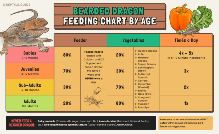 How Often To Feed A Bearded Dragon Diet By Age Guide 