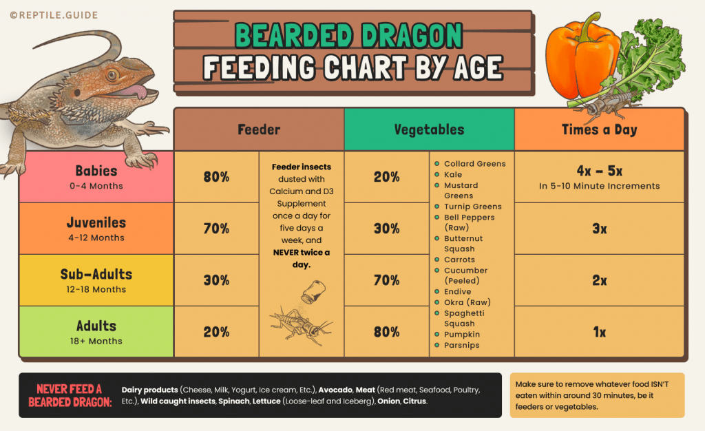 How Often To Feed A Bearded Dragon Diet By Age Guide 