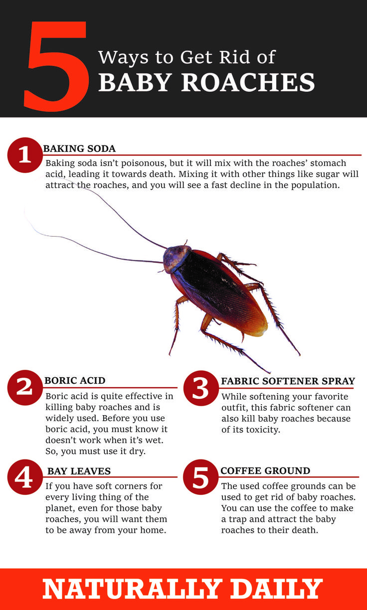 How To Get Rid Of Baby Roaches HOWTOTA