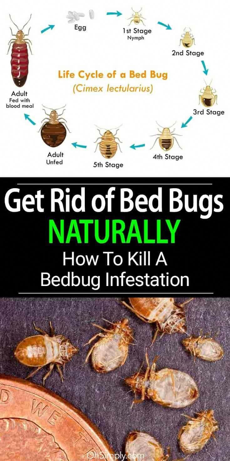 How To Get Rid Of Bed Bugs Permanently With Home Remedies At Rose 