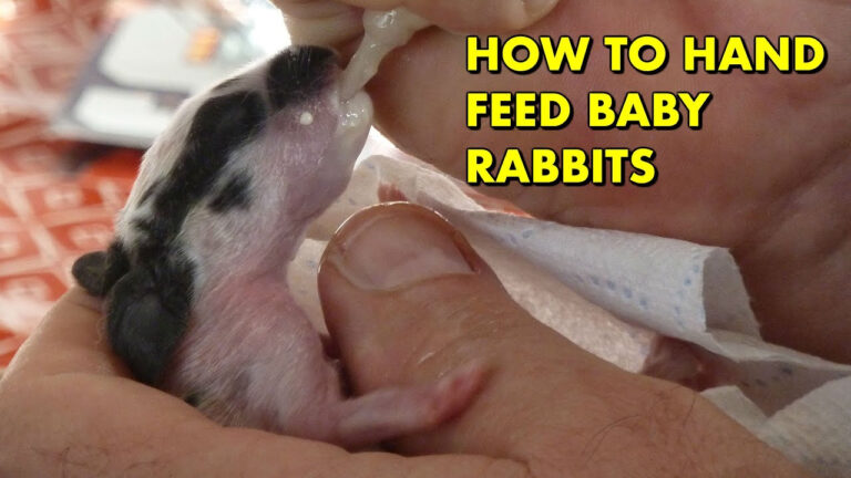 How To Hand Feed A Baby Rabbit How To Feed Milk To A Baby Rabbit 