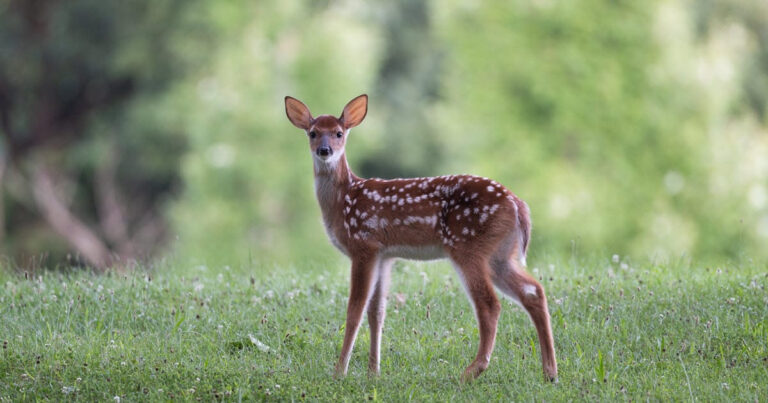 How To Tell How Old A Baby Deer Is what The Science Says World Deer