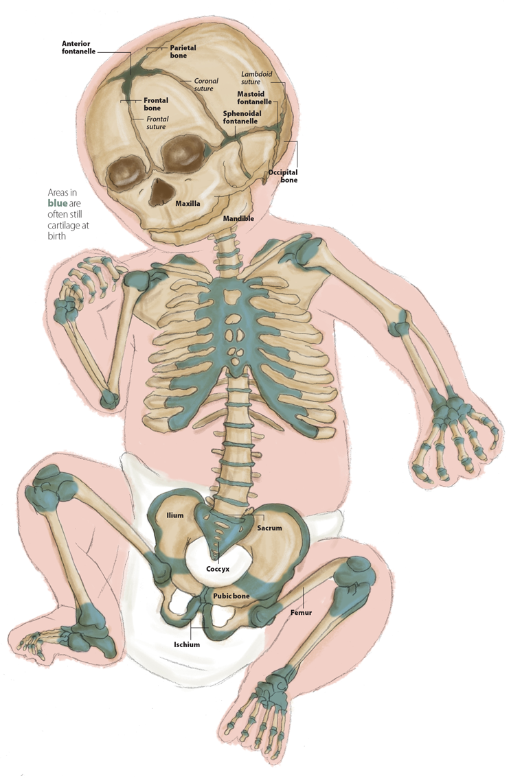 Human Body Bones A Complete Guide