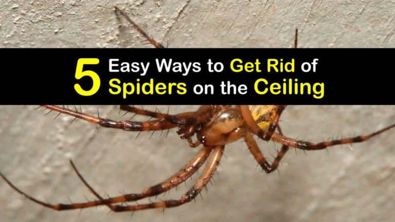 Killing Spiders Tips For Getting Rid Of A Spider On The Ceiling