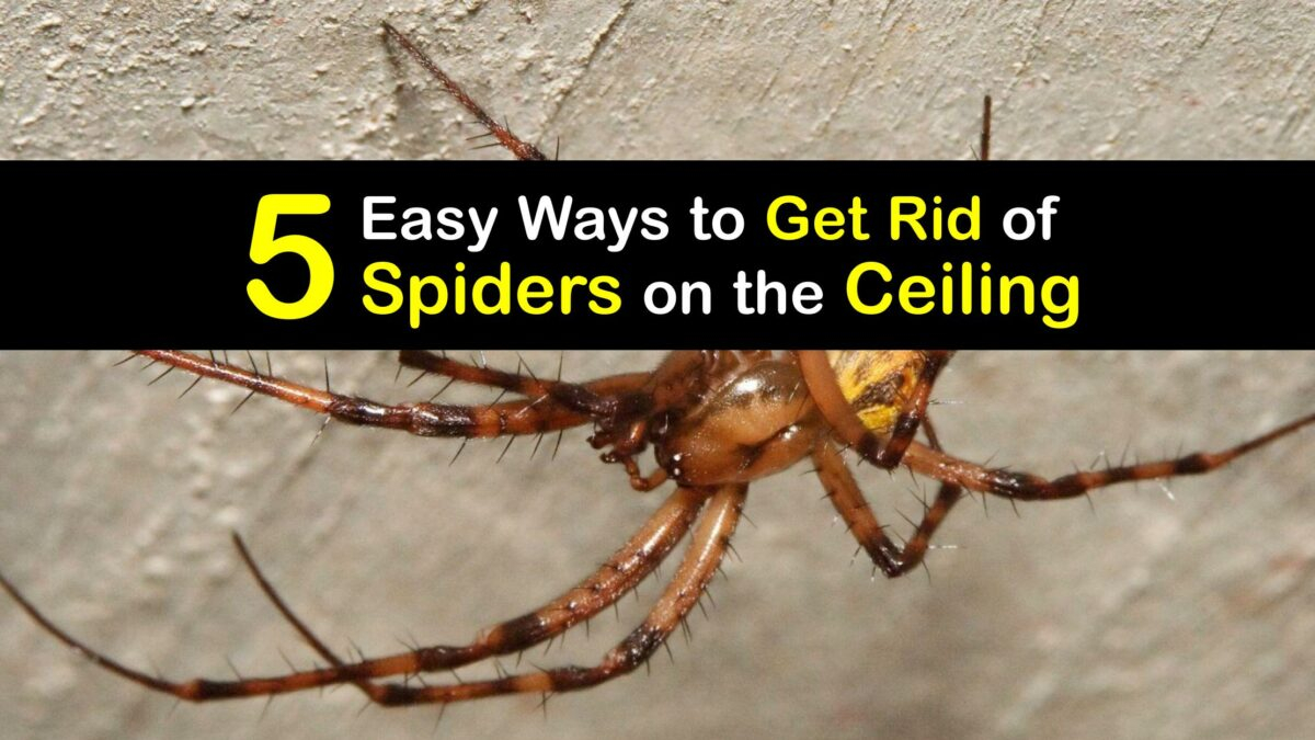 Killing Spiders Tips For Getting Rid Of A Spider On The Ceiling
