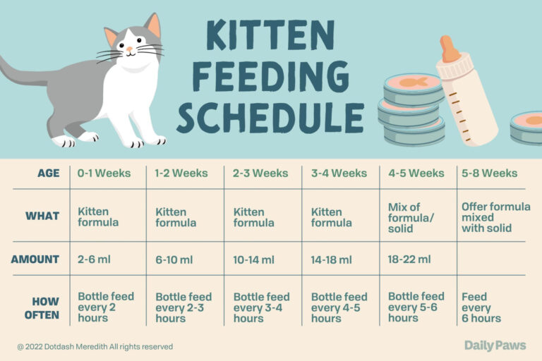 Kitten Feeding Schedule From Newborn To One Year Feeding Kittens 