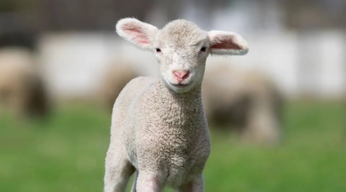 One Baby Sheep