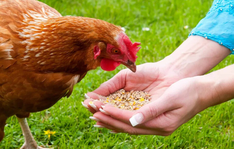 Our Guide To The Best Chicken Feed Critter Ridge