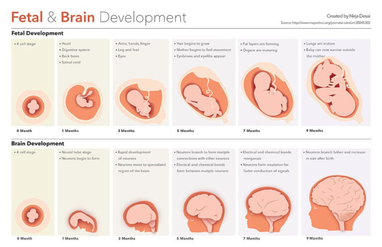 Pin On Prenatal Development