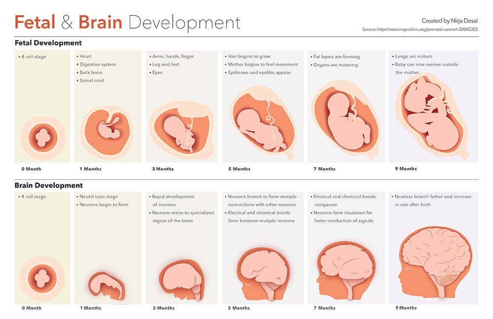Pin On Prenatal Development