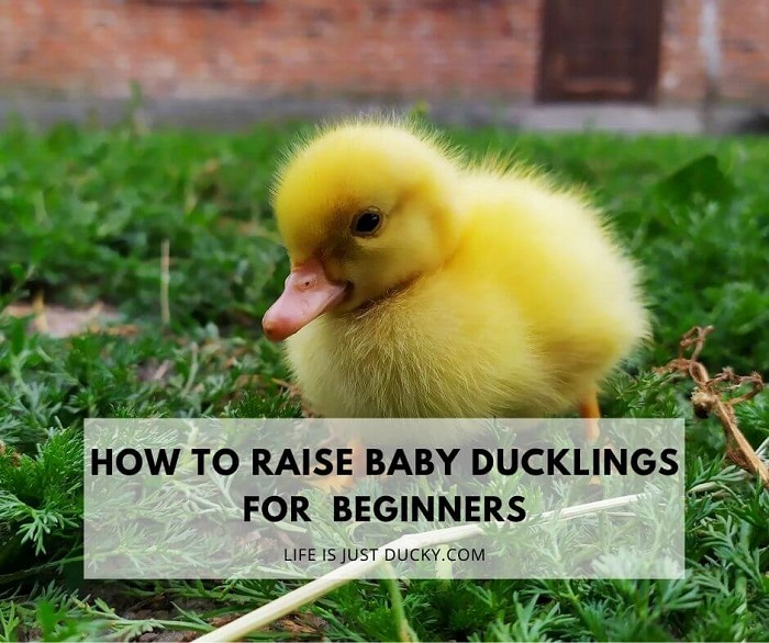 Raising Ducks 101 How To Take Care Of Baby Ducklings Life Is Just Ducky