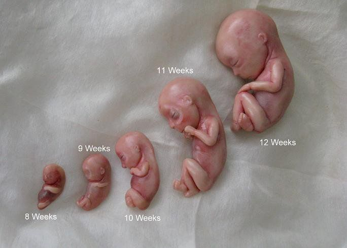 Size Of A Fetus At 12 Weeks