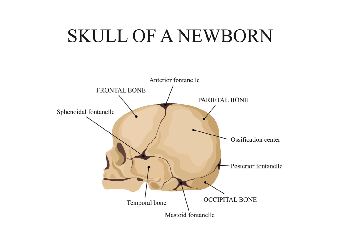 Soft Spots On Baby 39 s Head Causes And Concerns Being The Parent