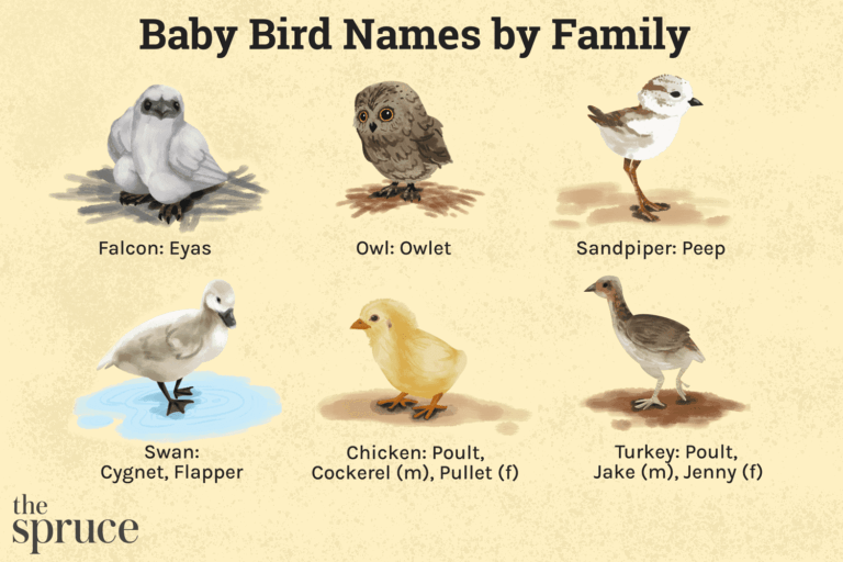 The Different Names For Baby Birds Nature Blog Network