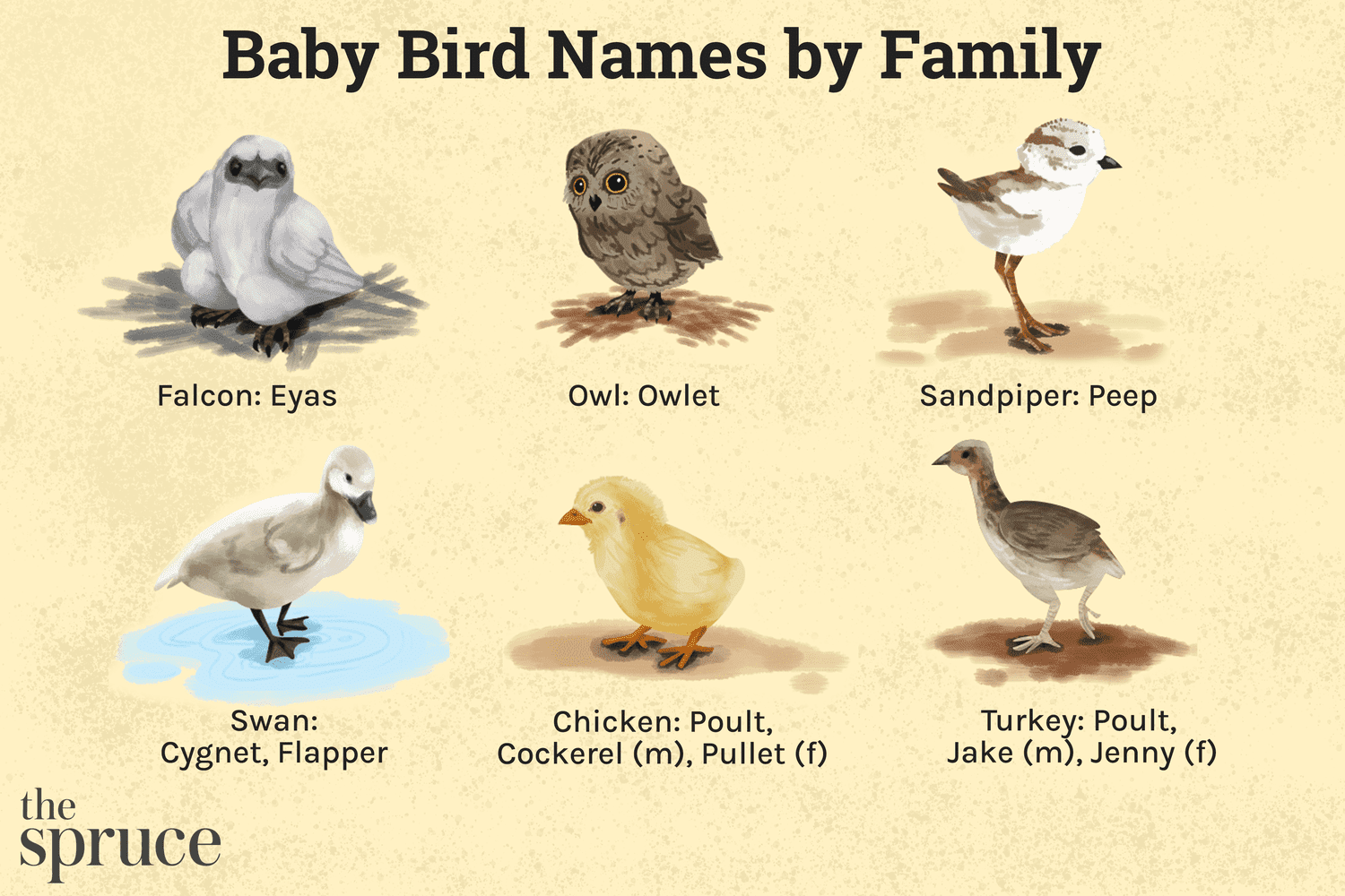 The Different Names For Baby Birds Nature Blog Network