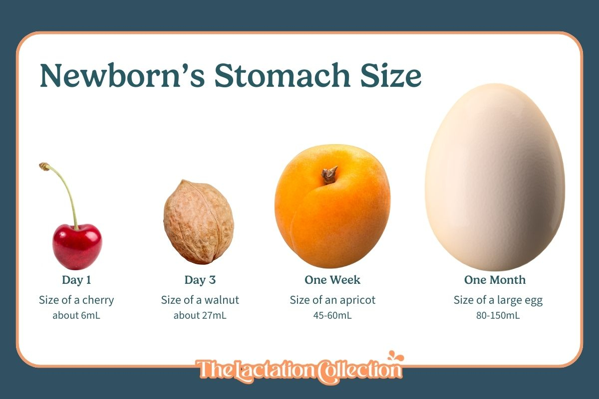 Understanding Your Baby s Stomach Size And How Much Milk They Need 